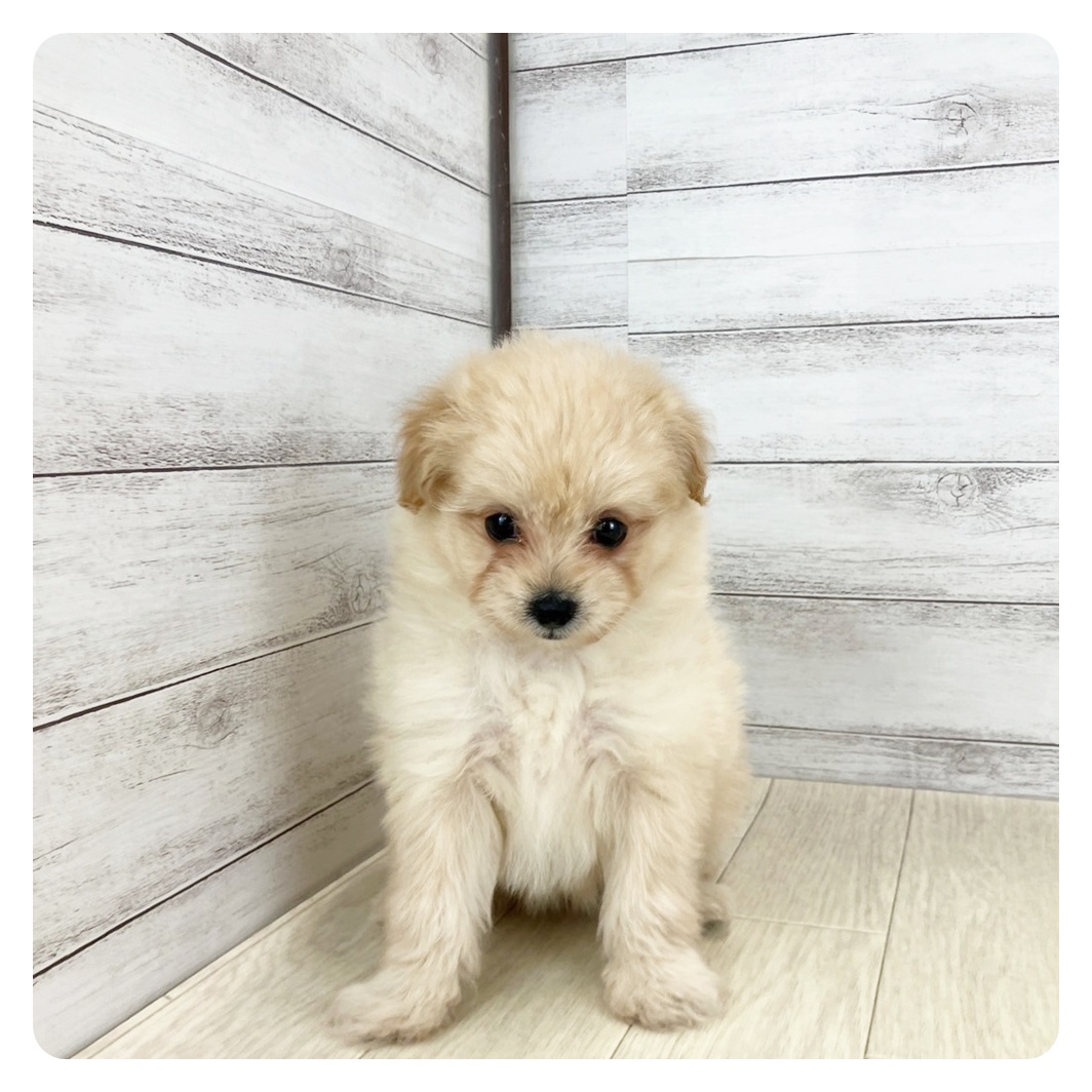 福井県のポメプー(ポメラニアン×プードル) (犬の家＆猫の里アミーゴ福井店/2025年7月26日生まれ/女の子/クリーム)の子犬の2枚目の画像