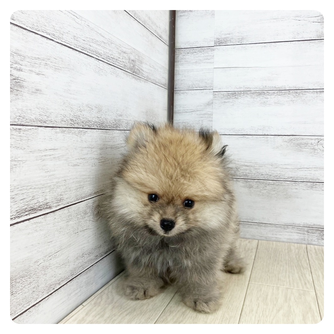 愛知県のポメラニアン (犬の家＆猫の里豊川インター店/2025年7月22日生まれ/男の子/オレンジセーブル)の子犬の2枚目の画像