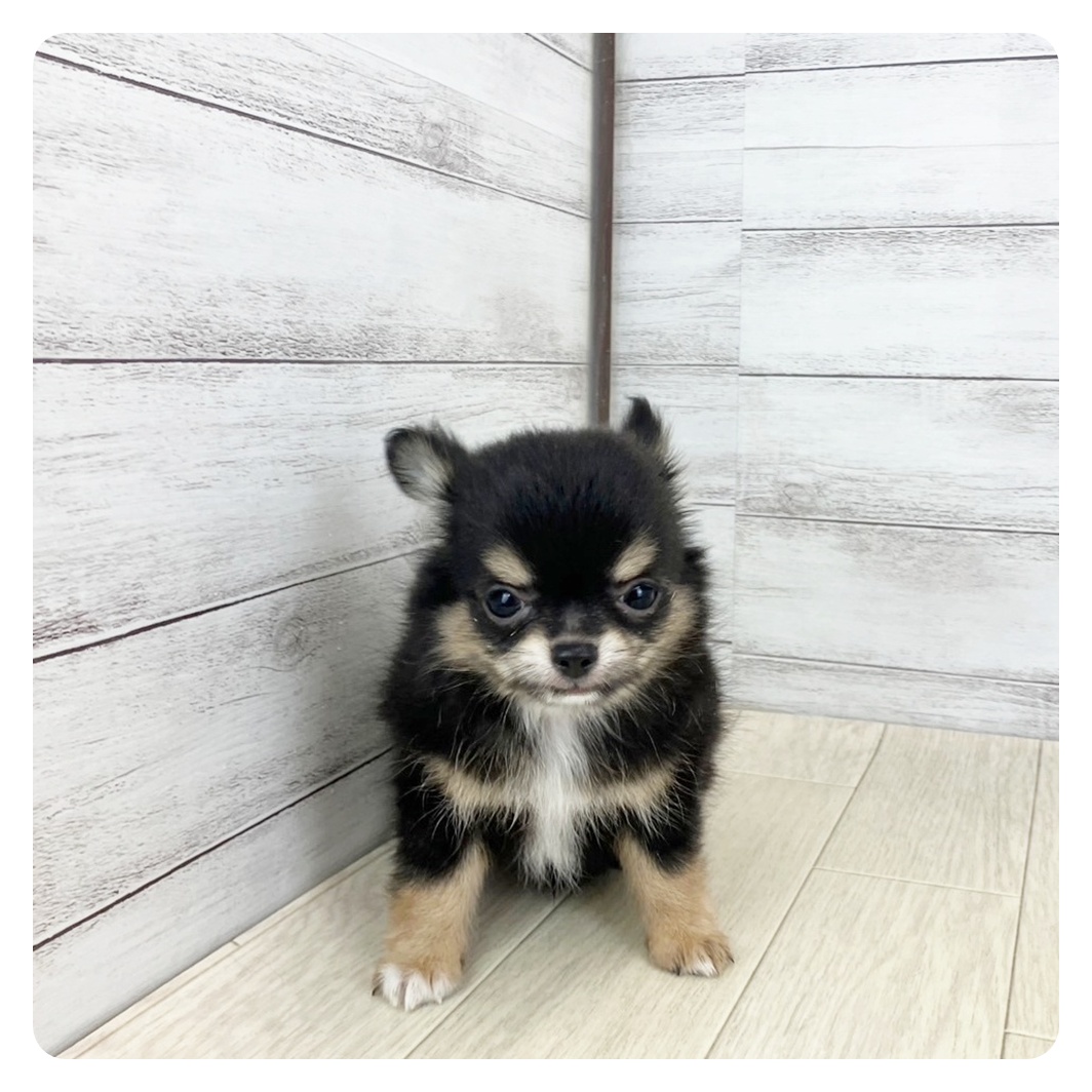 岐阜県のチワワ(ロング) (犬の家＆猫の里中津川店/2025年7月21日生まれ/男の子/ブラッククリーム)の子犬の2枚目の画像