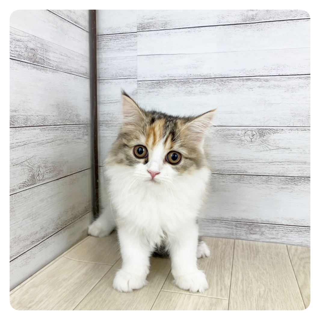 静岡県のスコティッシュフォールド (犬の家＆猫の里藤枝店/2025年7月16日生まれ/女の子/ブラウンパッチドタビーホワイト)の子猫