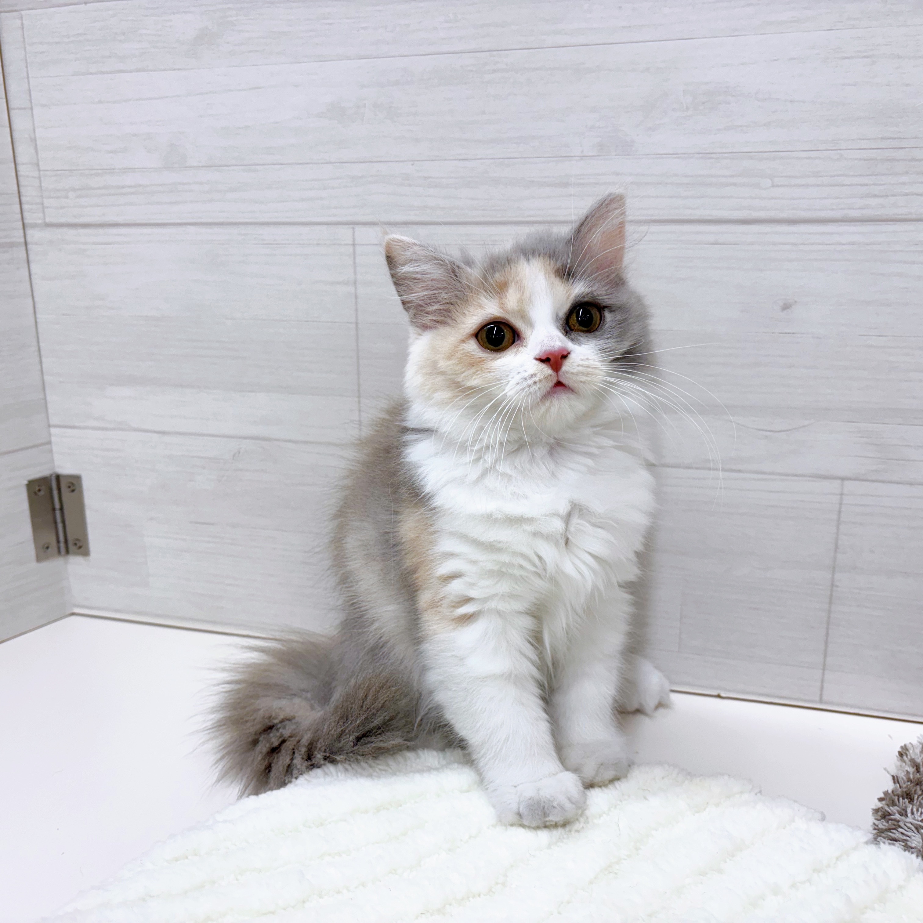 石川県のスコティッシュフォールド (犬の家＆猫の里アミーゴ金沢おこばた店/2025年7月16日生まれ/女の子/ブルーパッチドタビーホワイト)の子猫の1枚目の画像