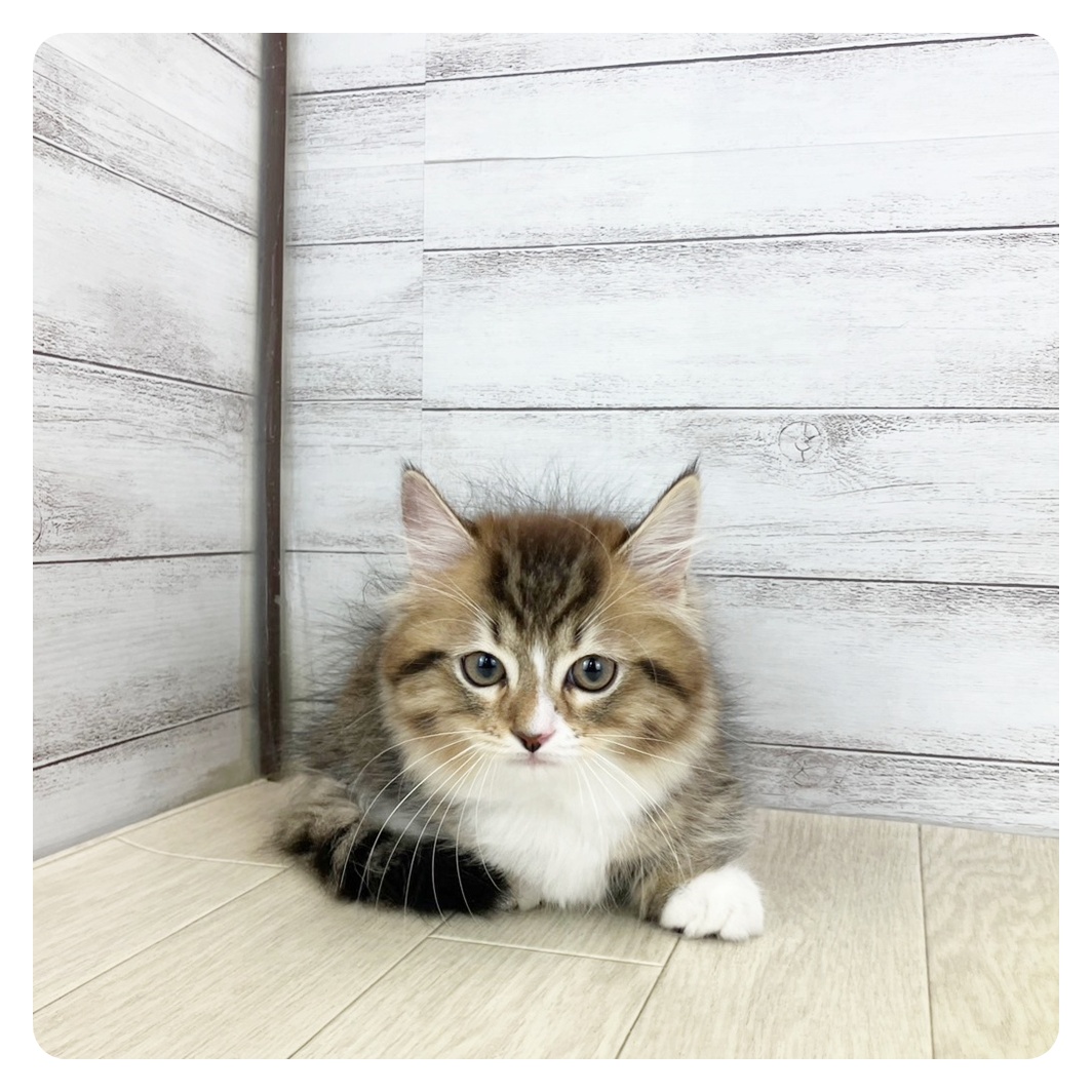 福井県のマンチカン (犬の家＆猫の里アミーゴ福井大和田店/2025年7月26日生まれ/男の子/ブラウンタビーホワイト)の子猫の3枚目の画像