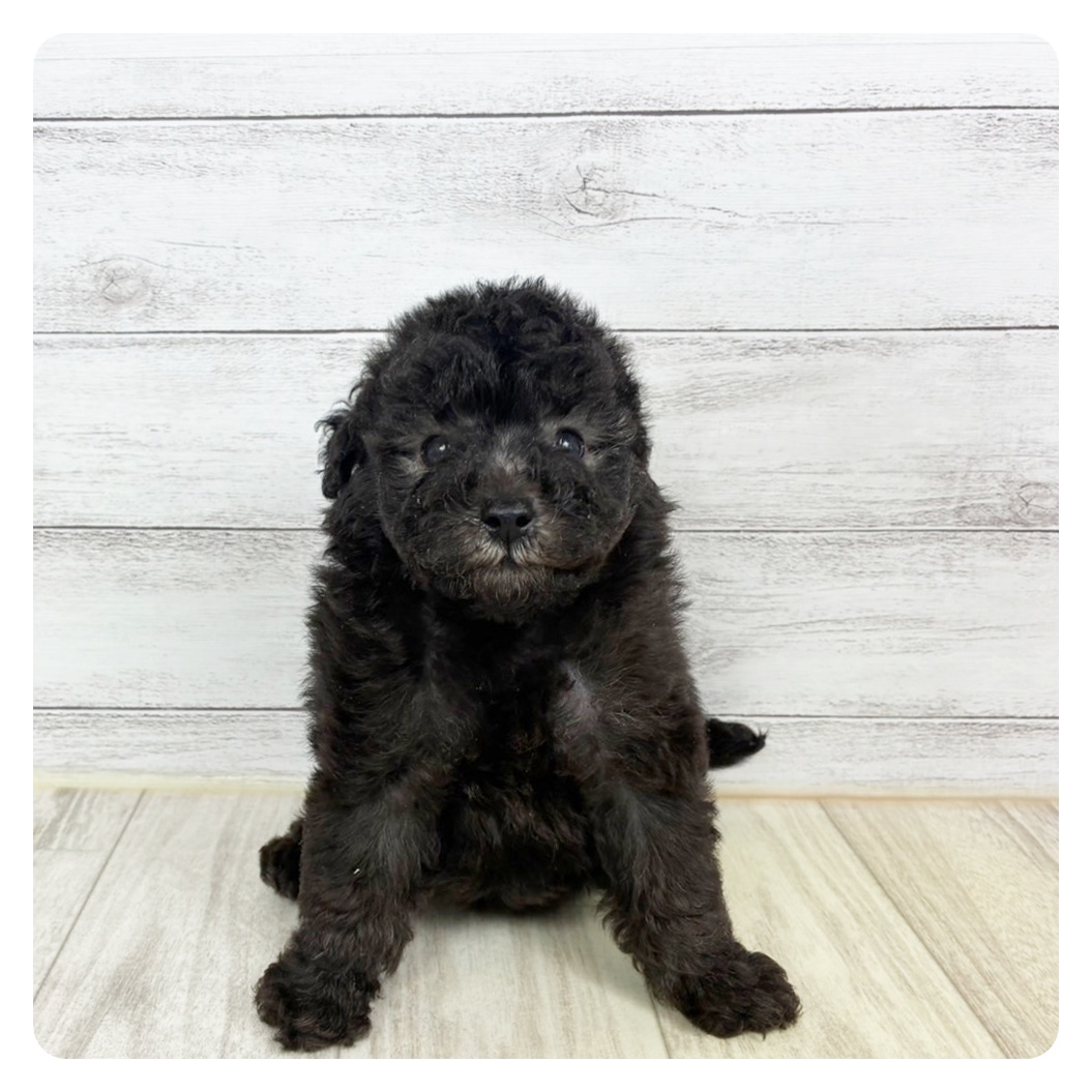 富山県のトイプードル(トイ) (犬の家＆猫の里アミーゴ高岡蓮花寺店/2025年7月26日生まれ/男の子/シルバー)の子犬