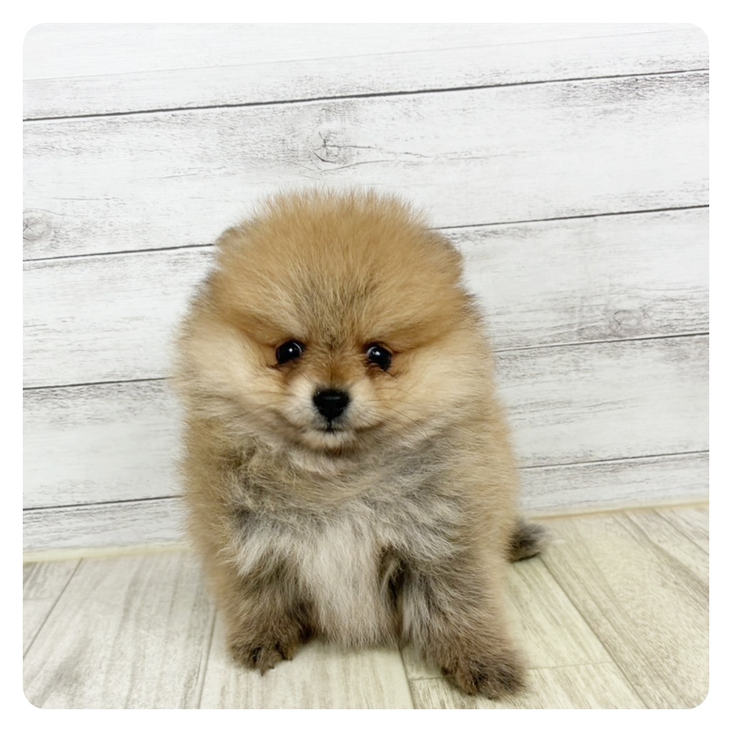 岡山県のポメラニアン (犬の家＆猫の里倉敷中庄店/2025年7月24日生まれ/女の子/オレンジ)の子犬
