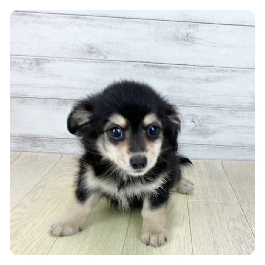 愛知県のチワックス(チワワ×ダックス) (犬の家＆猫の里MiO香久山店/2025年7月24日生まれ/女の子/ブラッククリーム)の子犬の2枚目の画像