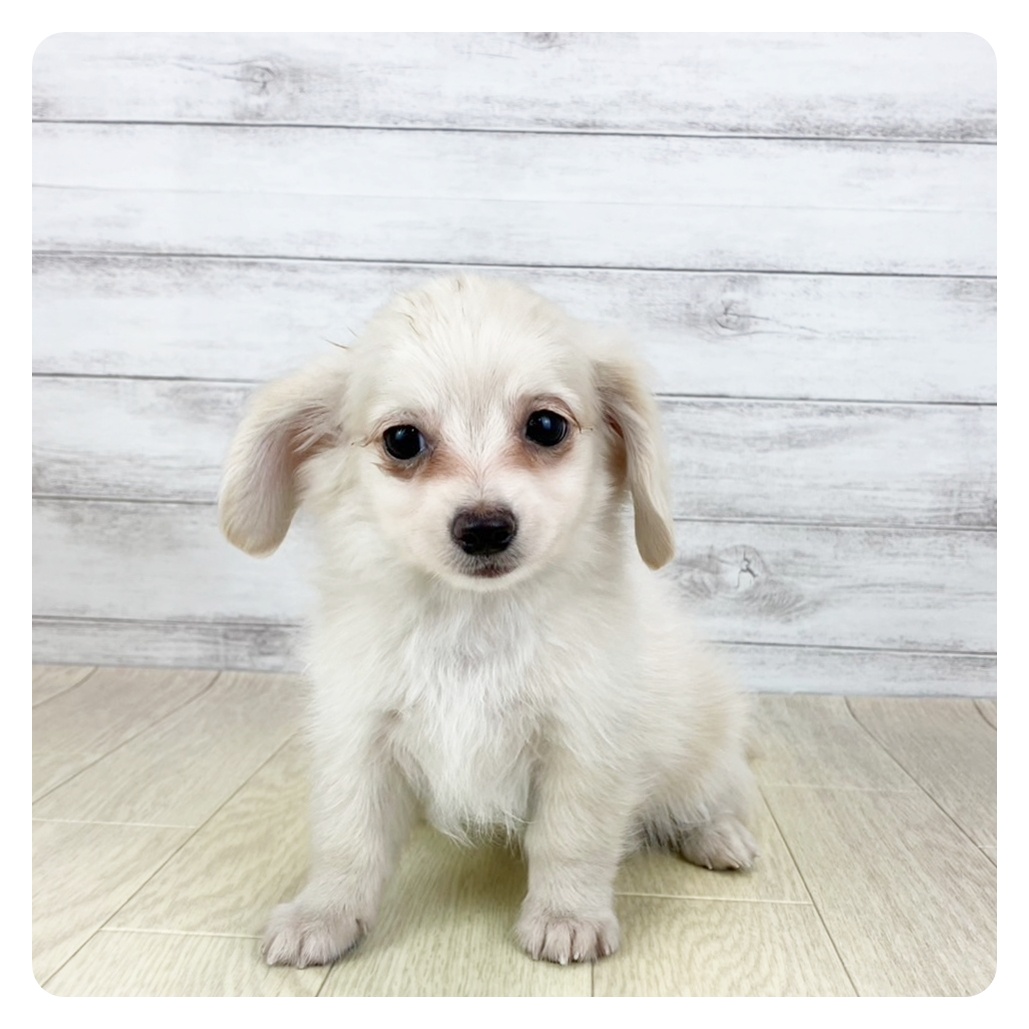 愛知県のチワックス(チワワ×ダックス) (犬の家＆猫の里名古屋天白店/2025年7月24日生まれ/男の子/クリーム)の子犬の4枚目の画像