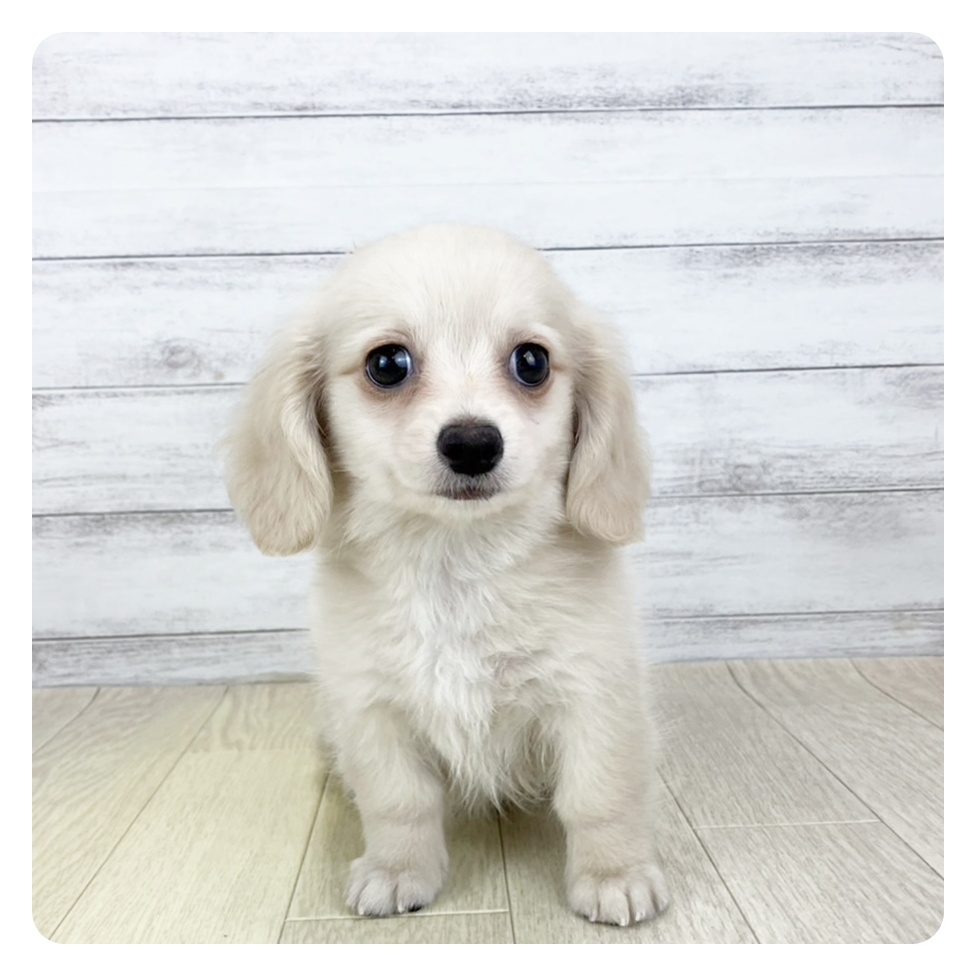 富山県のチワックス(チワワ×ダックス) (犬の家＆猫の里アミーゴ山室店/2025年7月24日生まれ/男の子/クリーム)の子犬