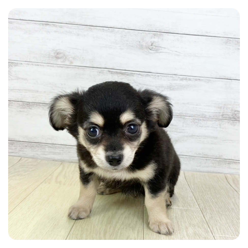 石川県のチワックス(チワワ×ダックス) (犬の家＆猫の里アミーゴ金沢有松店/2025年7月26日生まれ/女の子/ブラッククリーム)の子犬の2枚目の画像