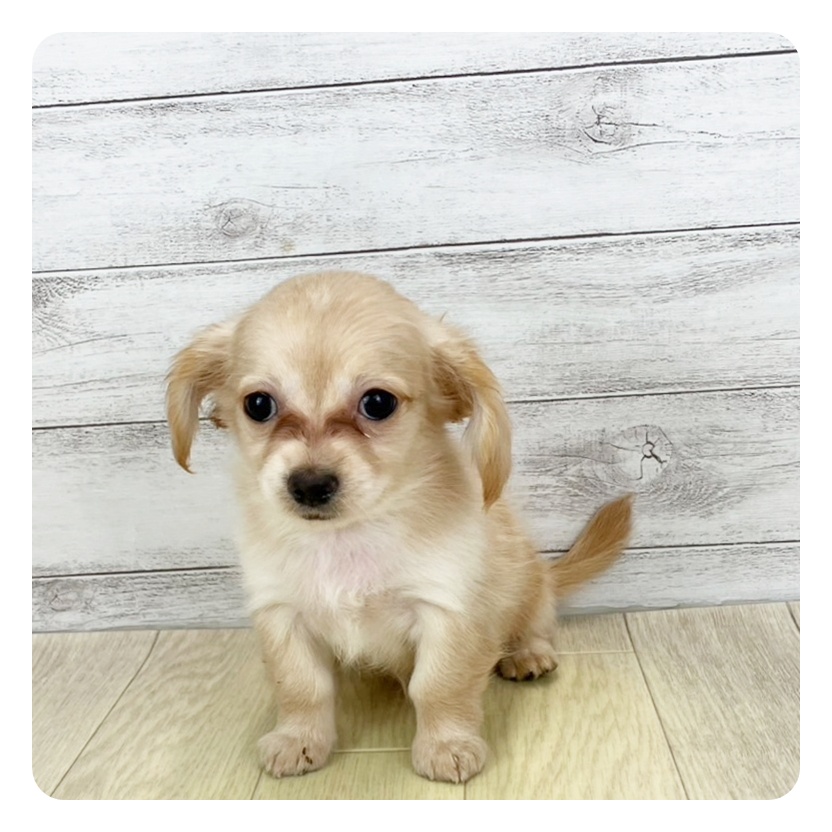 静岡県のチワックス(チワワ×ダックス) (犬の家＆猫の里マークイズ静岡店/2025年7月27日生まれ/女の子/クリームホワイト)の子犬の2枚目の画像