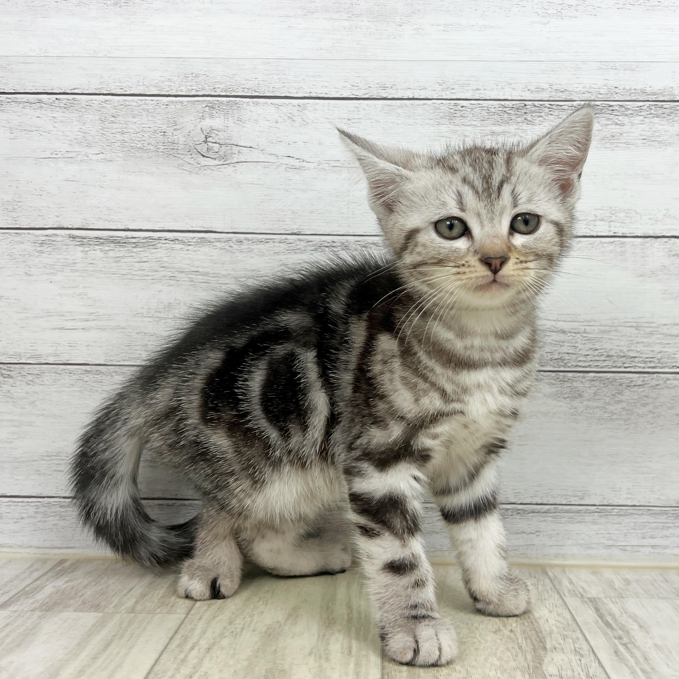 兵庫県のアメリカンショートヘアー (犬の家＆猫の里ゆめタウン姫路店/2025年7月25日生まれ/女の子/シルバータビー)の子猫の2枚目の画像