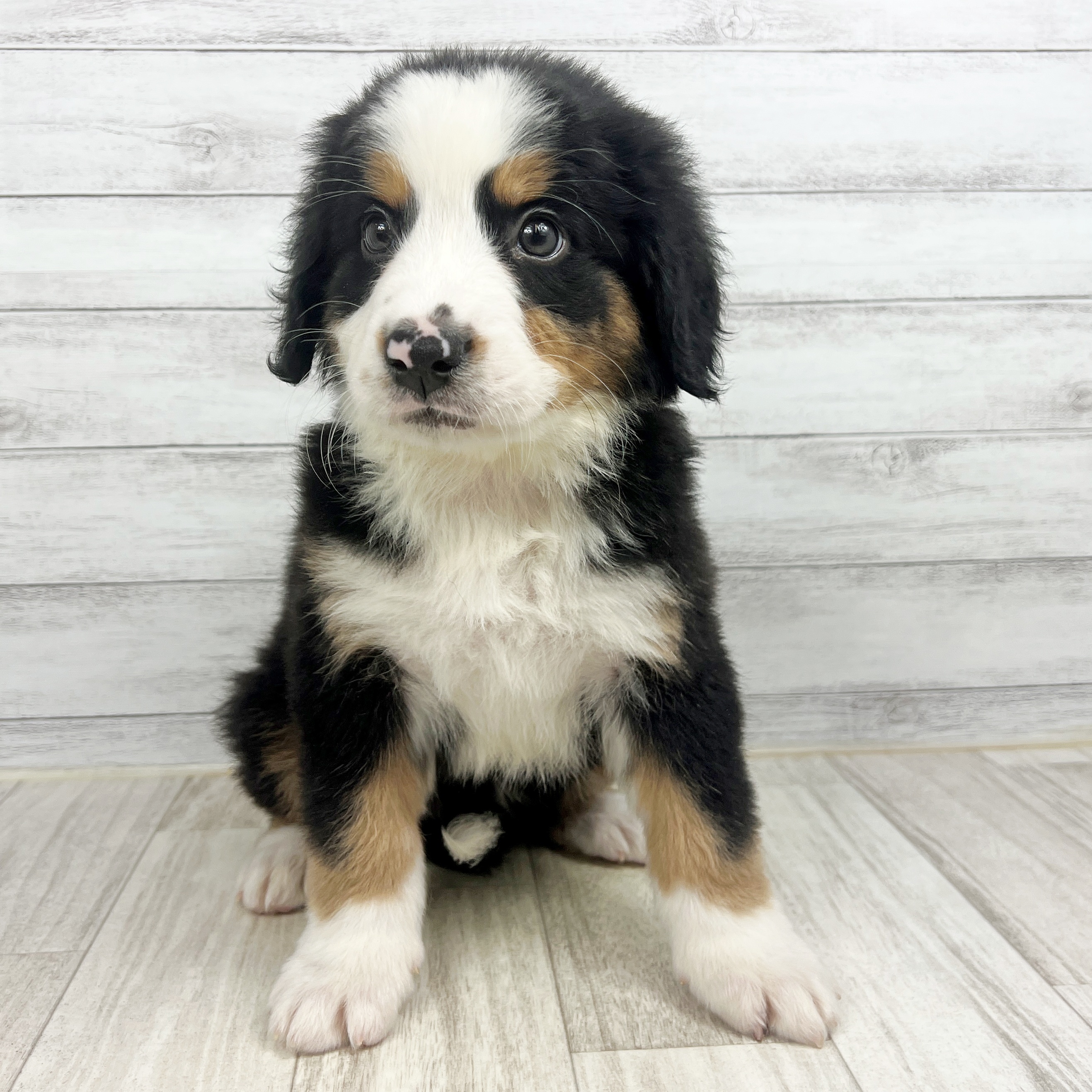 兵庫県のバーニーズマウンテンドッグ (犬の家＆猫の里神戸店/2025年7月27日生まれ/女の子/ブラックラストホワイト)の子犬