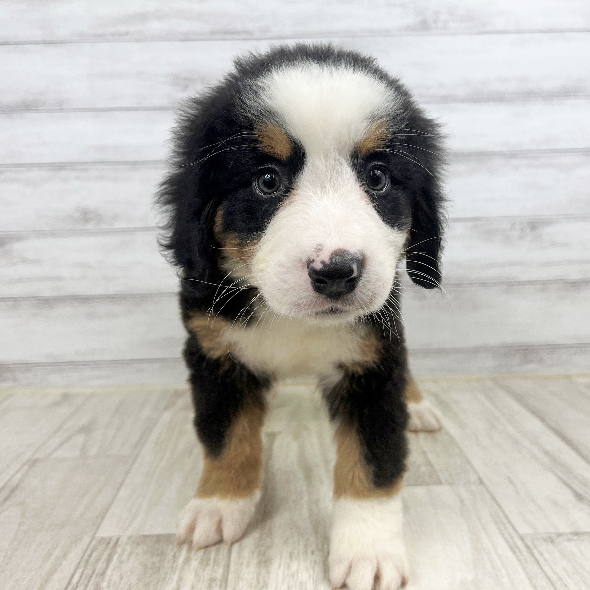岡山県のバーニーズマウンテンドッグ (犬の家＆猫の里倉敷店/2025年7月27日生まれ/女の子/ブラックラストホワイト)の子犬の2枚目の画像