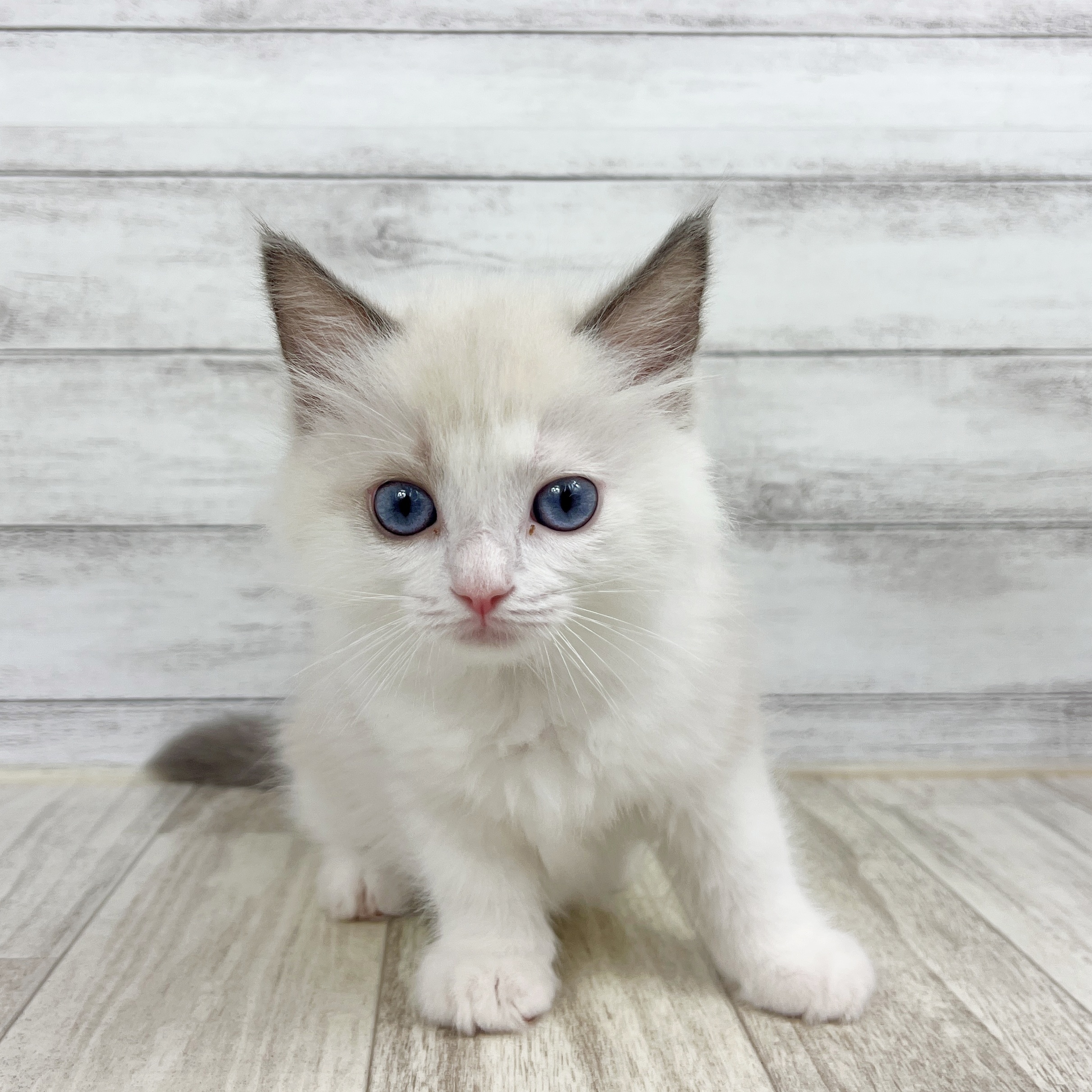 岡山県のラグドール (犬の家＆猫の里倉敷中庄店/2025年7月22日生まれ/女の子/ブルーポイントバイカラー)の子猫