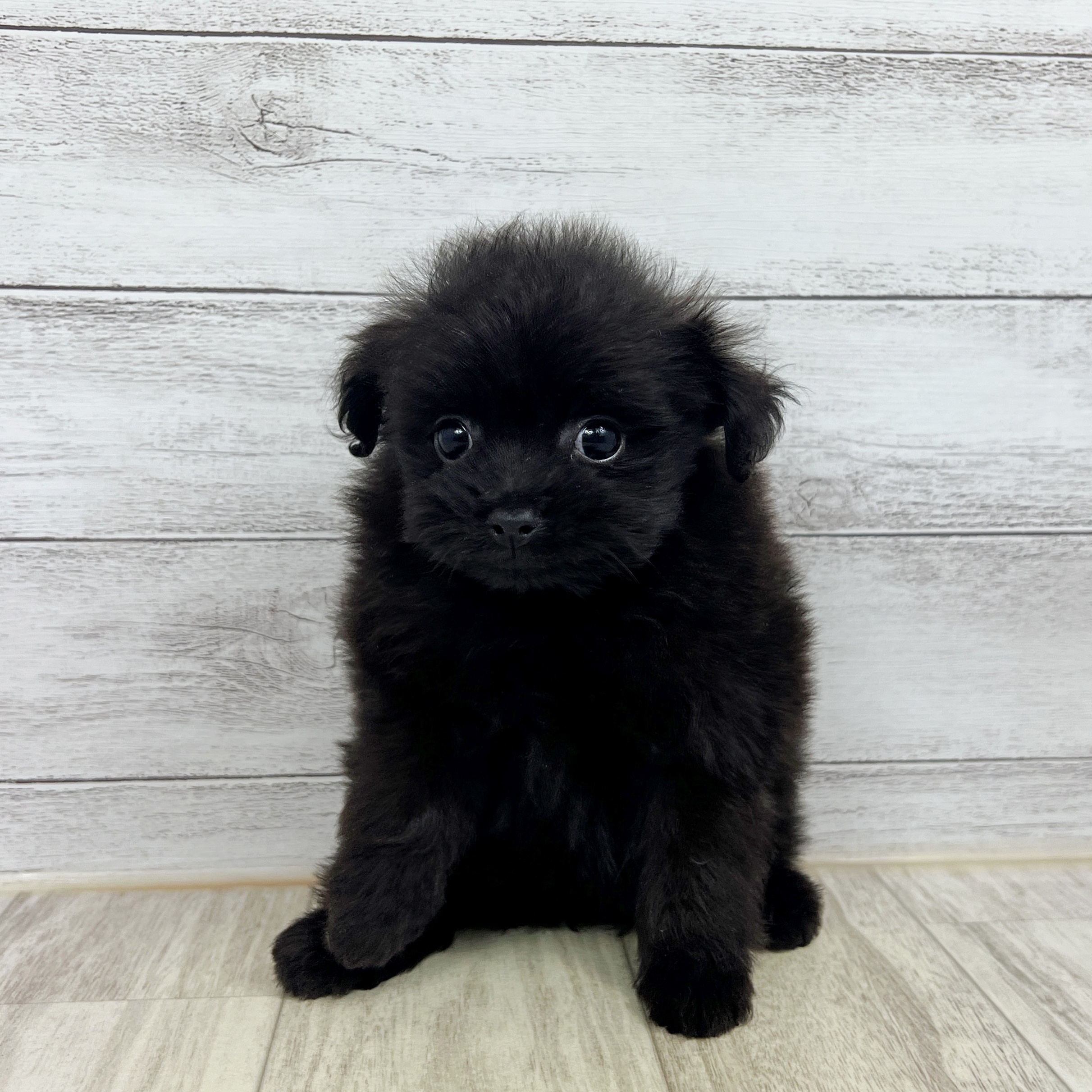 大阪府のポメプー(ポメラニアン×プードル) (犬の家＆猫の里もりのみやキューズモールBASE店/2025年7月26日生まれ/女の子/ブラック)の子犬の3枚目の画像