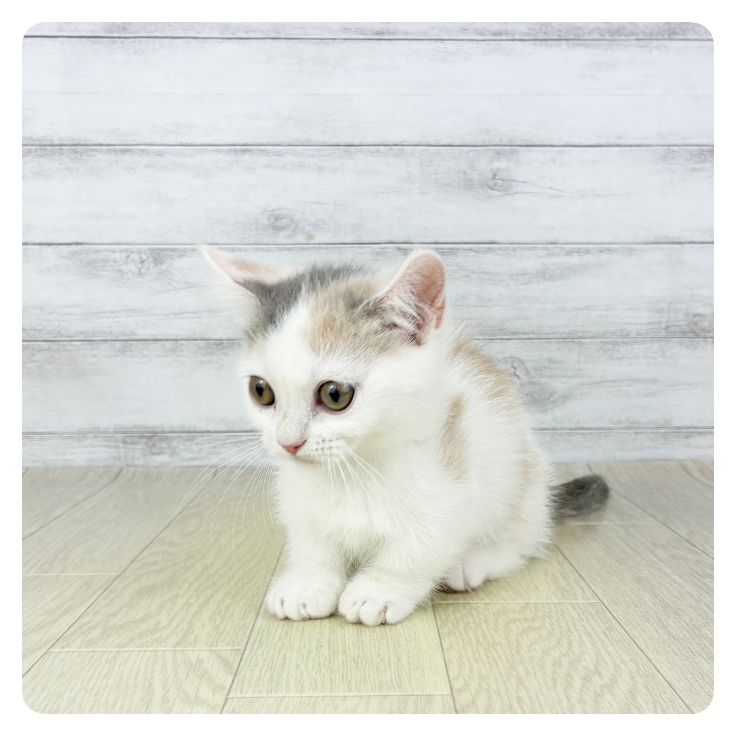 富山県のマンチカン (犬の家＆猫の里富山店/2025年7月11日生まれ/女の子/ブルーパッチドタビーホワイト)の子猫の2枚目の画像