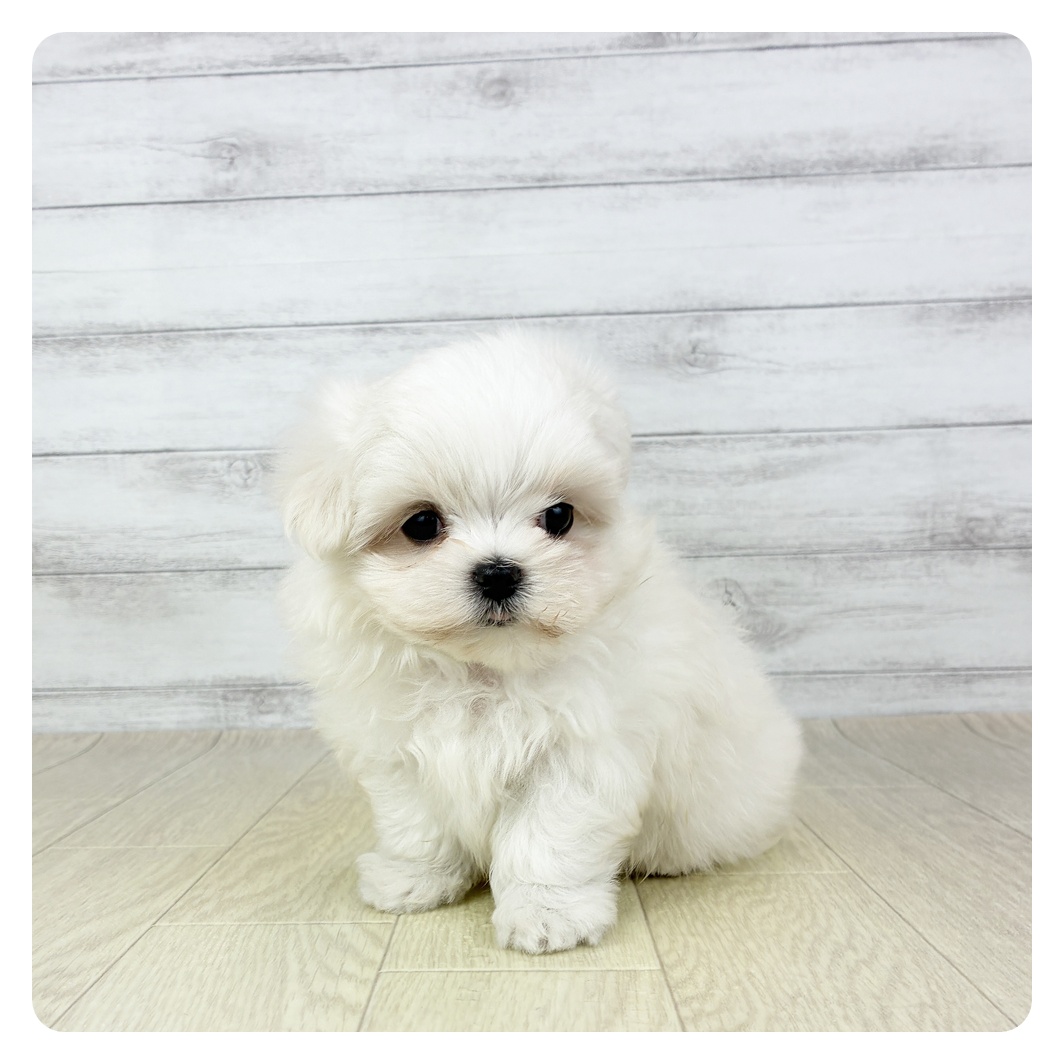 福井県のマルチーズ (犬の家＆猫の里福井店/2025年7月20日生まれ/男の子/ホワイト)の子犬