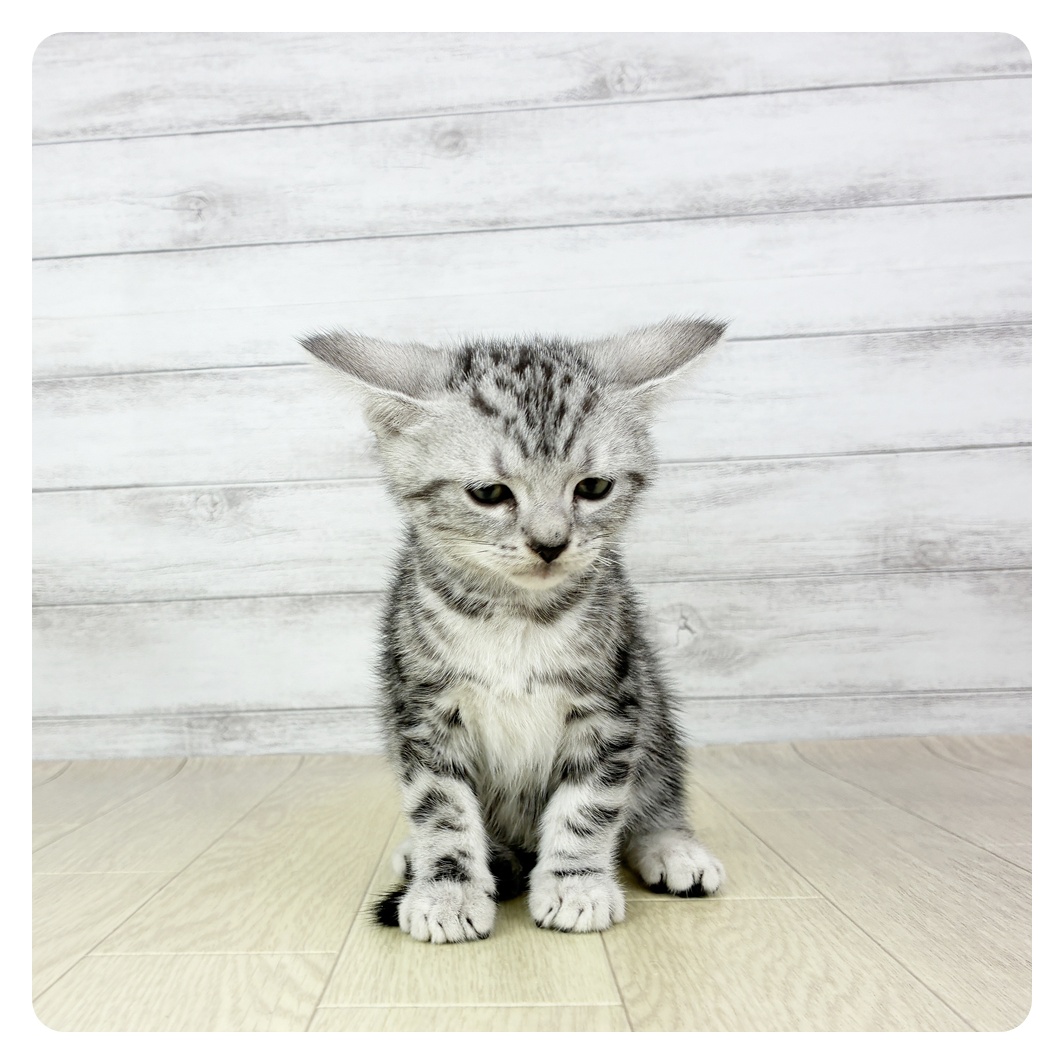 福井県のアメリカンショートヘアー (犬の家＆猫の里アミーゴ福井店/2025年7月25日生まれ/女の子/シルバータビー)の子猫の2枚目の画像