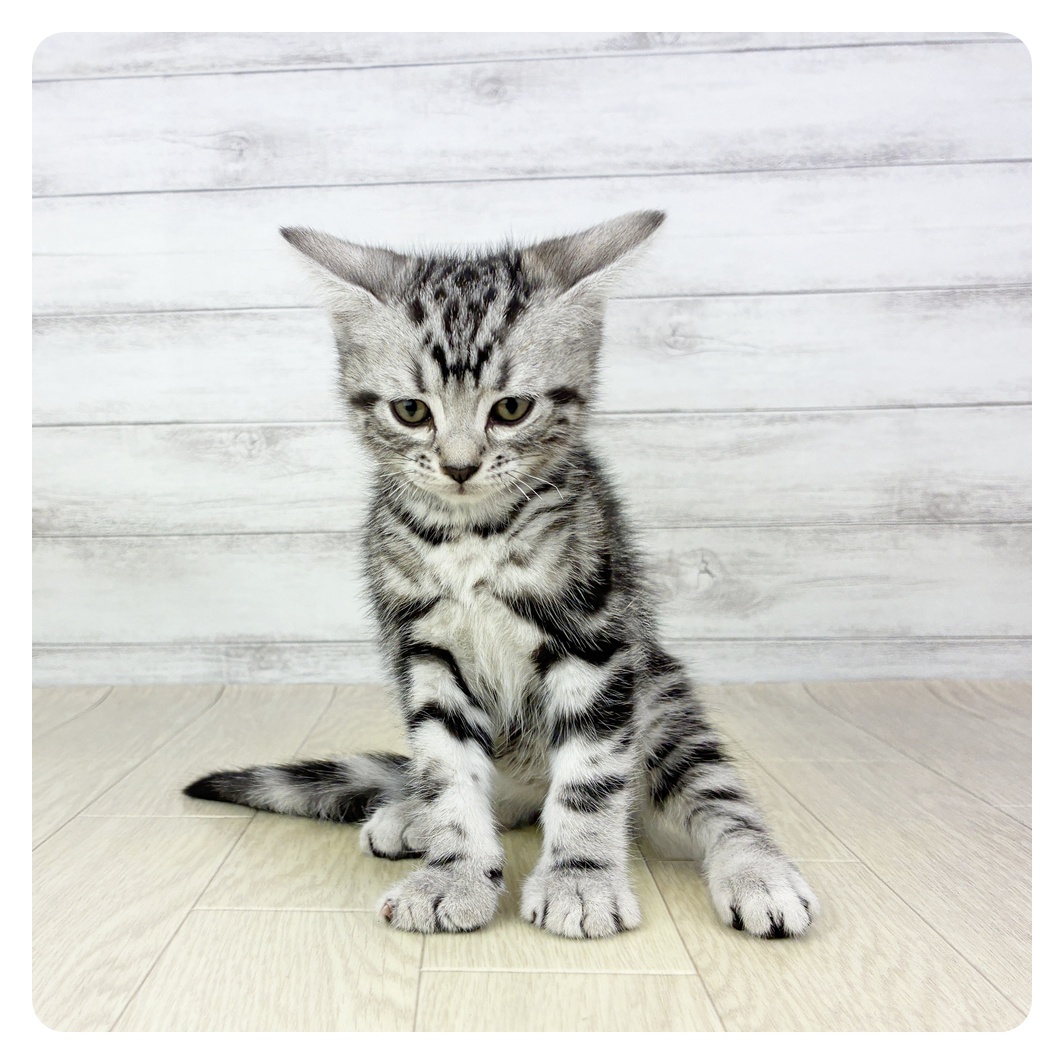石川県のアメリカンショートヘアー (犬の家＆猫の里金沢店/2025年7月25日生まれ/男の子/シルバータビー)の子猫