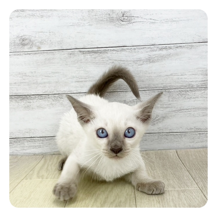 富山県のトンキニーズ (犬の家＆猫の里富山店/2025年7月18日生まれ/男の子/プラチナポイント)の子猫
