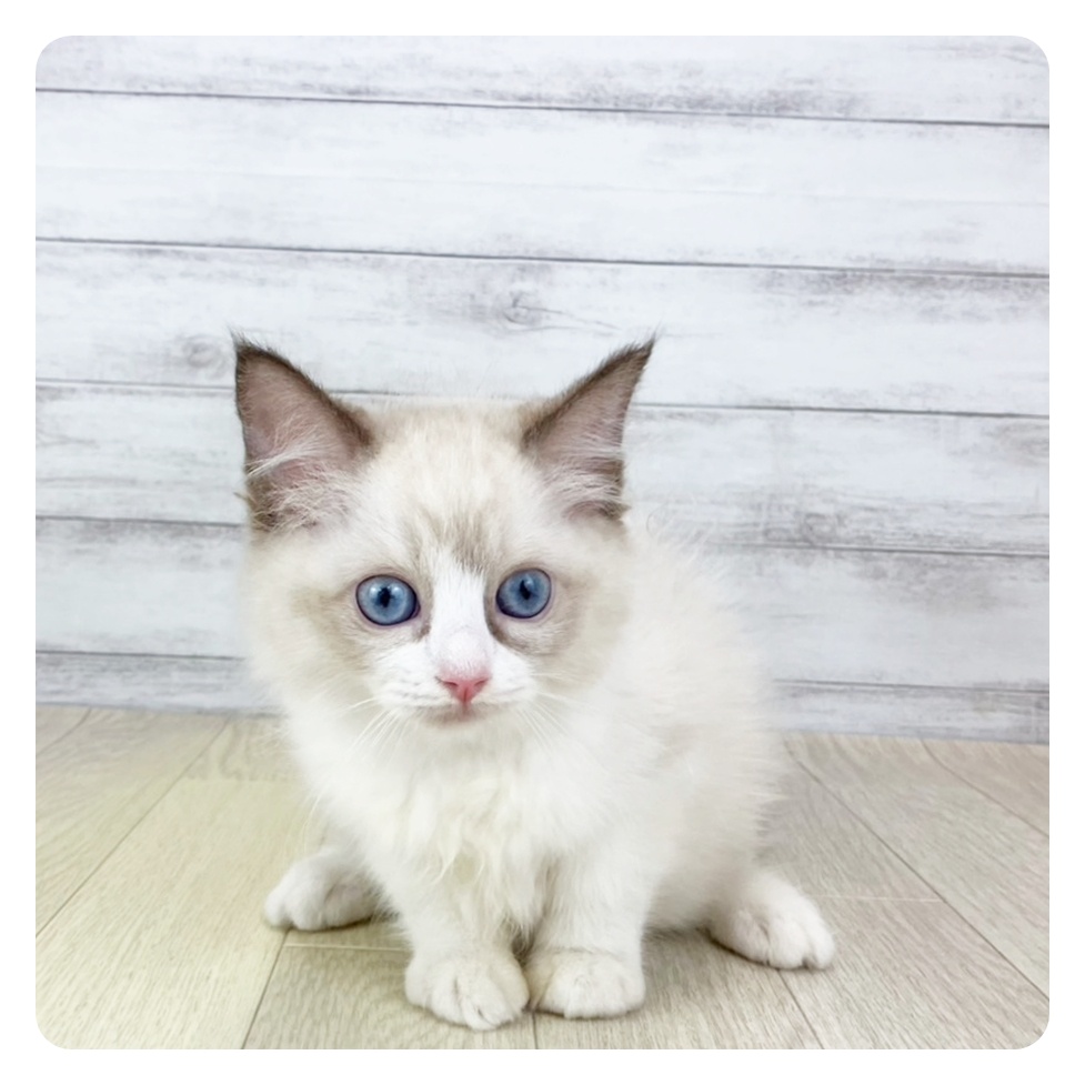 富山県のラグドール (犬の家＆猫の里富山店/2025年7月26日生まれ/女の子/シールポイントバイカラー)の子猫