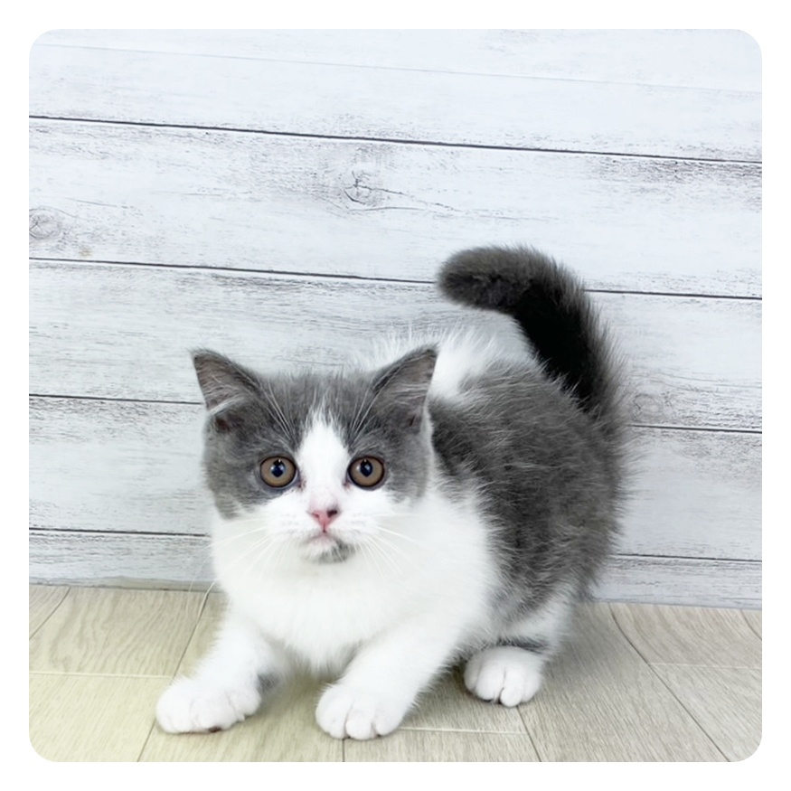 福井県のセルカークレックス (犬の家＆猫の里アミーゴ福井店/2025年7月13日生まれ/女の子/ブルーホワイト)の子猫