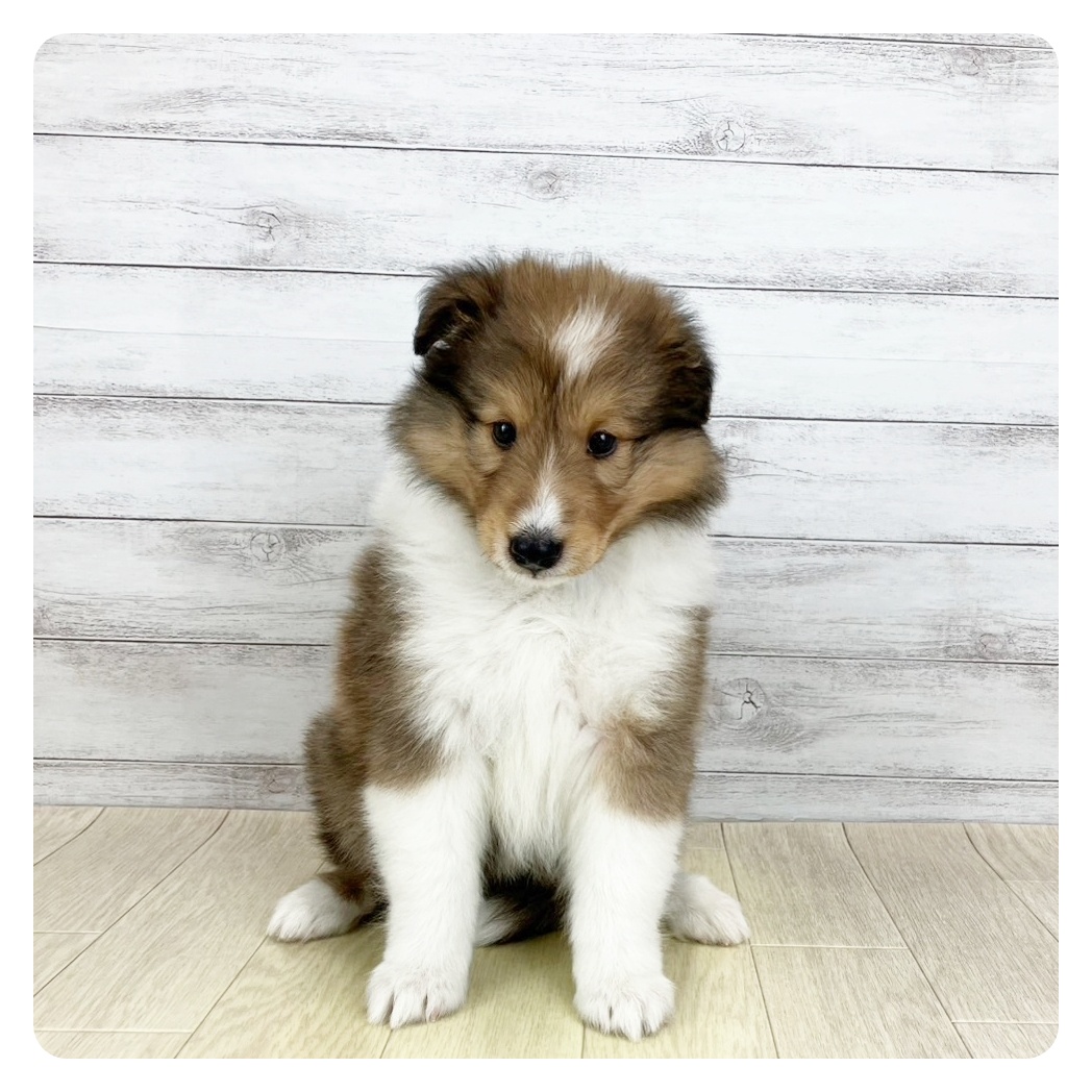 愛知県のシェットランドシープドッグ (犬の家＆猫の里MiO香久山店/2025年7月25日生まれ/女の子/セーブルホワイト)の子犬の2枚目の画像