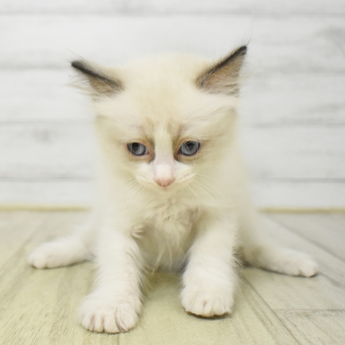長野県のラグドール (犬の家＆猫の里長野店/2025年7月29日生まれ/女の子/シールポイントバイカラー)の子猫の4枚目の画像