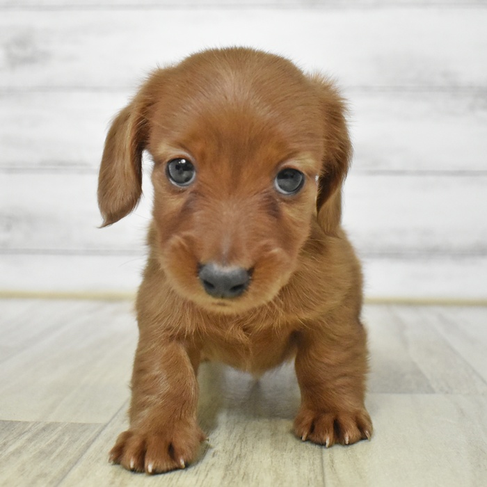 愛知県のミニチュアダックスフンド(ロング) (犬の家＆猫の里岡崎店/2025年7月26日生まれ/男の子/レッド)の子犬の2枚目の画像