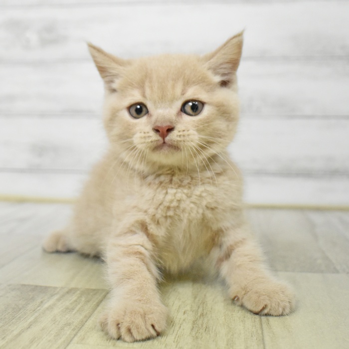 富山県のブリティッシュショートヘアー (犬の家＆猫の里アミーゴ山室店/2025年7月29日生まれ/男の子/クリームタビー)の子猫