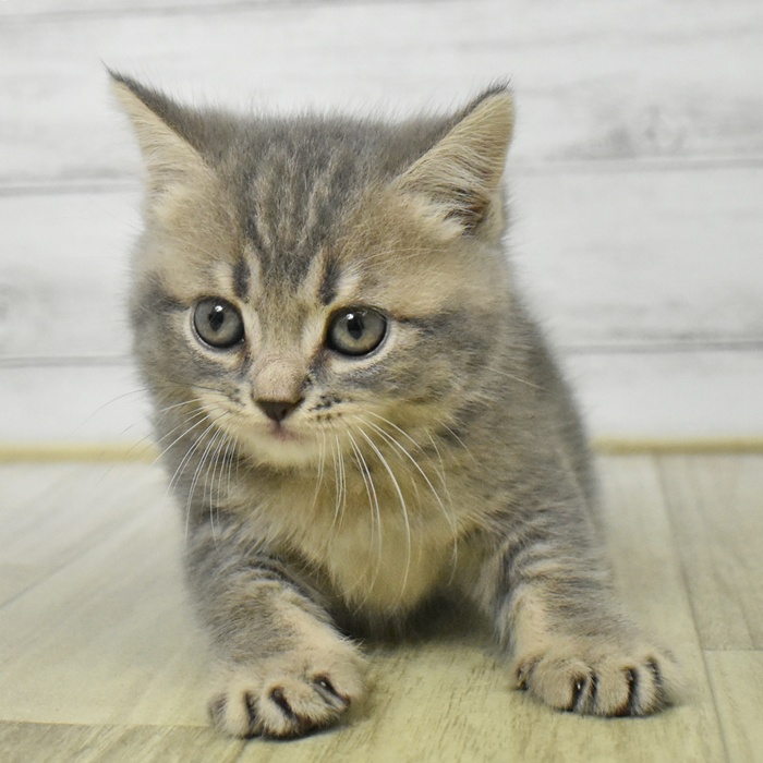 静岡県のブリティッシュショートヘアー (犬の家＆猫の里MEGAドン・キホーテ袋井店/2025年7月28日生まれ/女の子/ブルータビー)の子猫の2枚目の画像