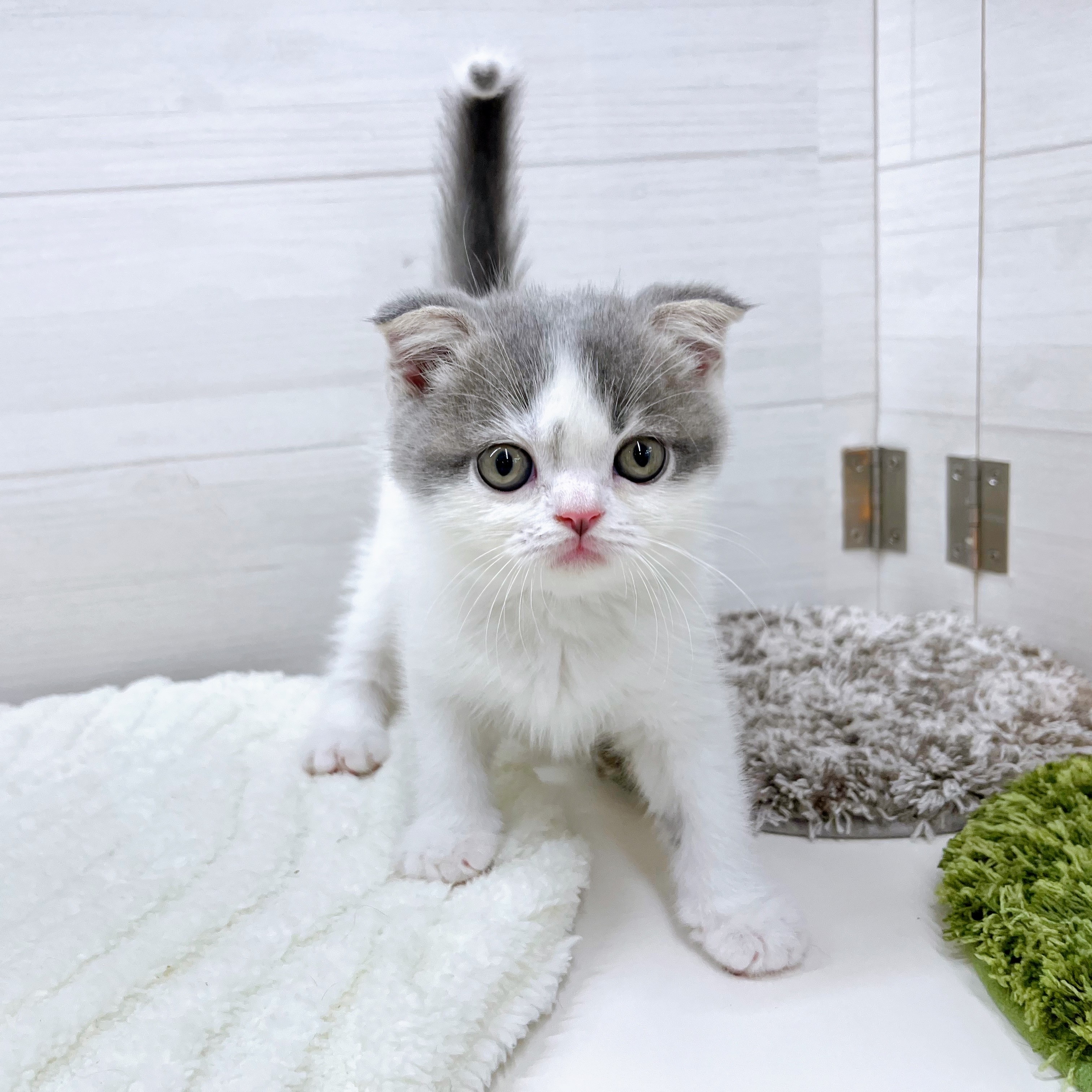 石川県のスコティッシュフォールド (犬の家＆猫の里アミーゴ金沢おこばた店/2025年7月27日生まれ/男の子/ブルーホワイト)の子猫の1枚目の画像