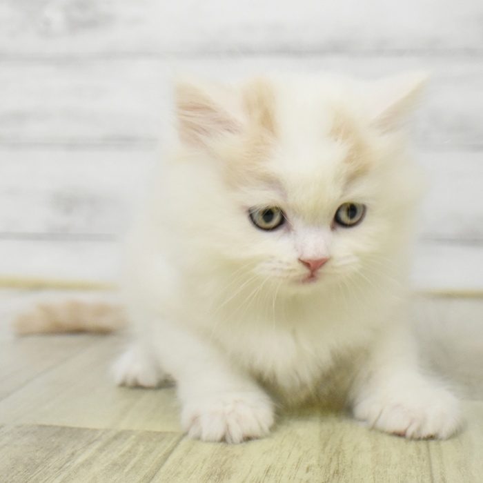千葉県のスコティッシュフォールド (犬の家＆猫の里ワンズモール稲毛店/2025年7月28日生まれ/男の子/クリームホワイト)の子猫の2枚目の画像