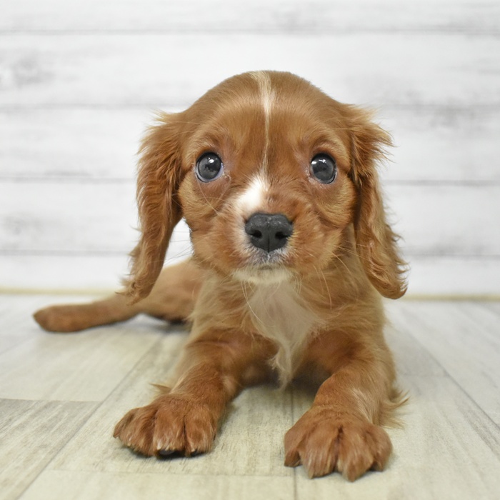 千葉県のキャバリアキングチャールズスパニエル (犬の家＆猫の里ワンズモール稲毛店/2025年7月29日生まれ/男の子/ルビーホワイト)の子犬の2枚目の画像
