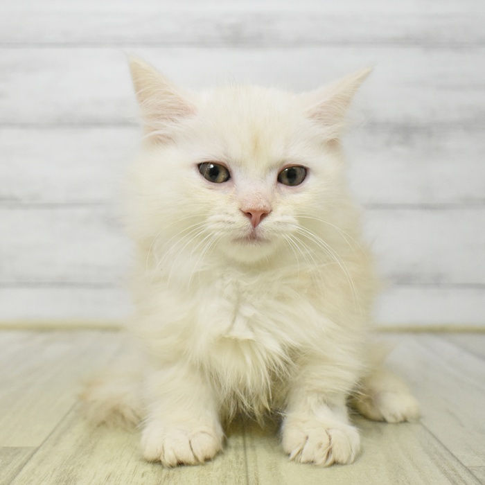 神奈川県のマンチカン (犬の家＆猫の里モザイクモール港北店/2025年7月27日生まれ/男の子/クリームホワイト)の子猫