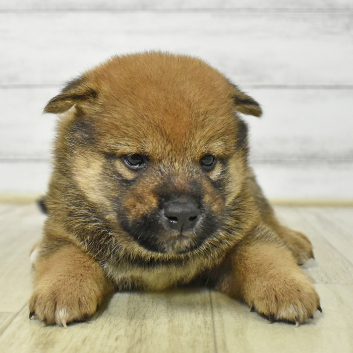 愛知県の柴犬(標準サイズ) (犬の家＆猫の里MiO香久山店/2025年7月28日生まれ/男の子/赤)の子犬の2枚目の画像
