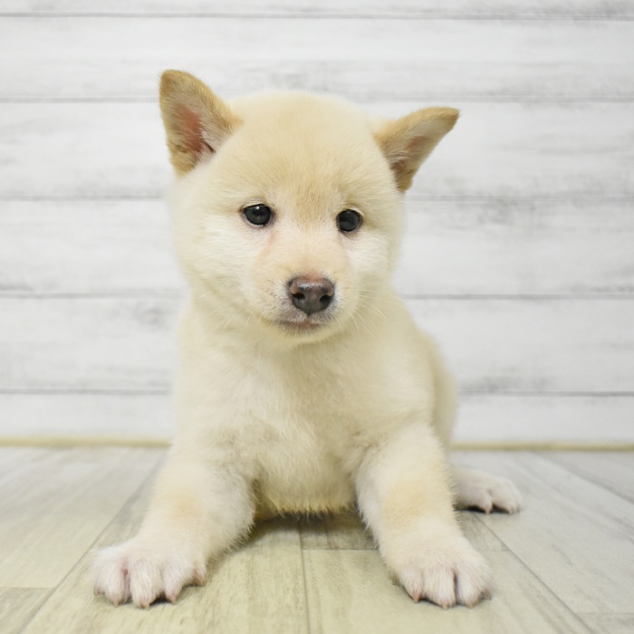 愛知県の柴犬(標準サイズ) (犬の家＆猫の里岡崎店/2025年7月29日生まれ/男の子/白)の子犬の3枚目の画像
