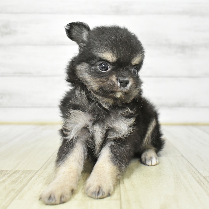 静岡県のチワワ(ロング) (犬の家＆猫の里マークイズ静岡店/2025年7月27日生まれ/男の子/ブラックタンホワイト)の子犬