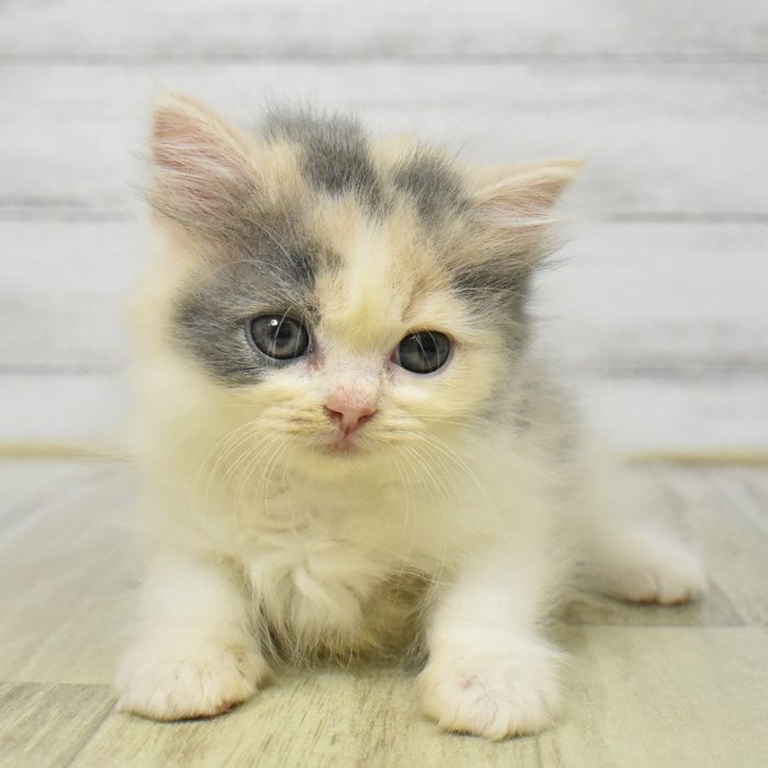 東京都のスコティッシュフォールド (犬の家＆猫の里新宿店/2025年7月29日生まれ/女の子/ダイリュートキャリコ)の子猫の3枚目の画像