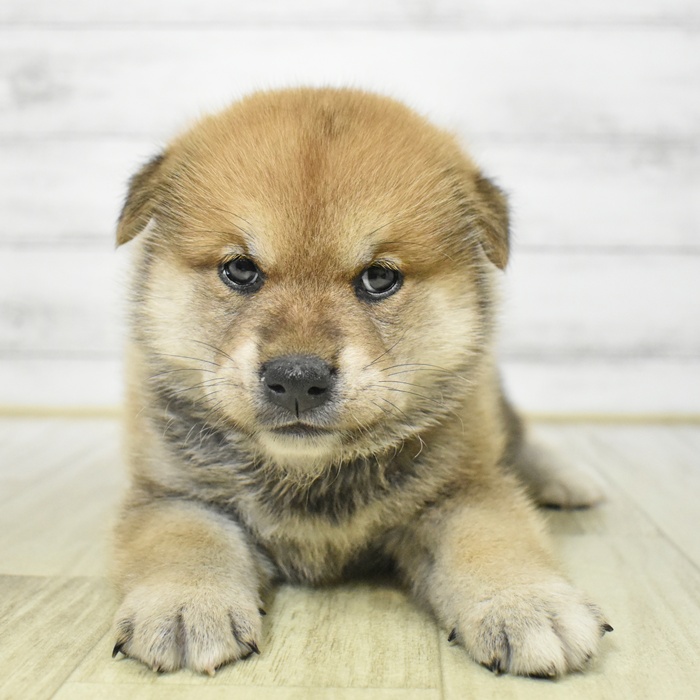 富山県の柴犬(標準サイズ) (犬の家＆猫の里アミーゴ高岡蓮花寺店/2025年7月28日生まれ/男の子/赤)の子犬