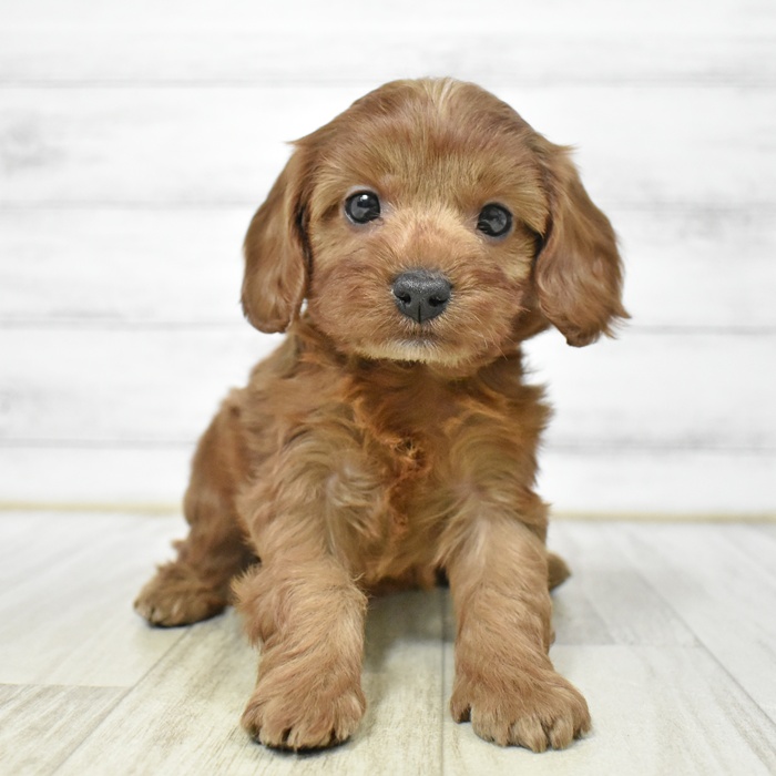神奈川県のキャバプー(キャバリア×プードル) (犬の家＆猫の里モザイクモール港北店/2025年7月29日生まれ/女の子/レッド)の子犬