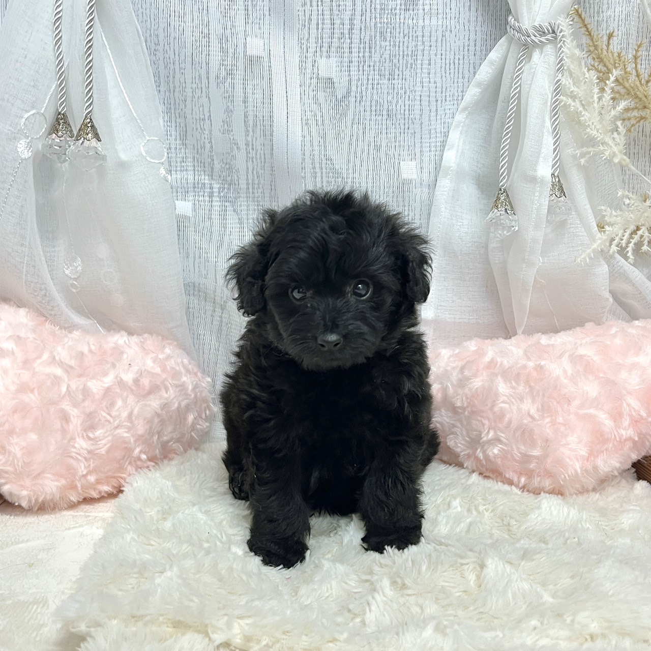 神奈川県のポメプー(ポメラニアン×プードル) (犬の家＆猫の里相模原店/2025年7月26日生まれ/男の子/ブラック)の子犬の1枚目の画像