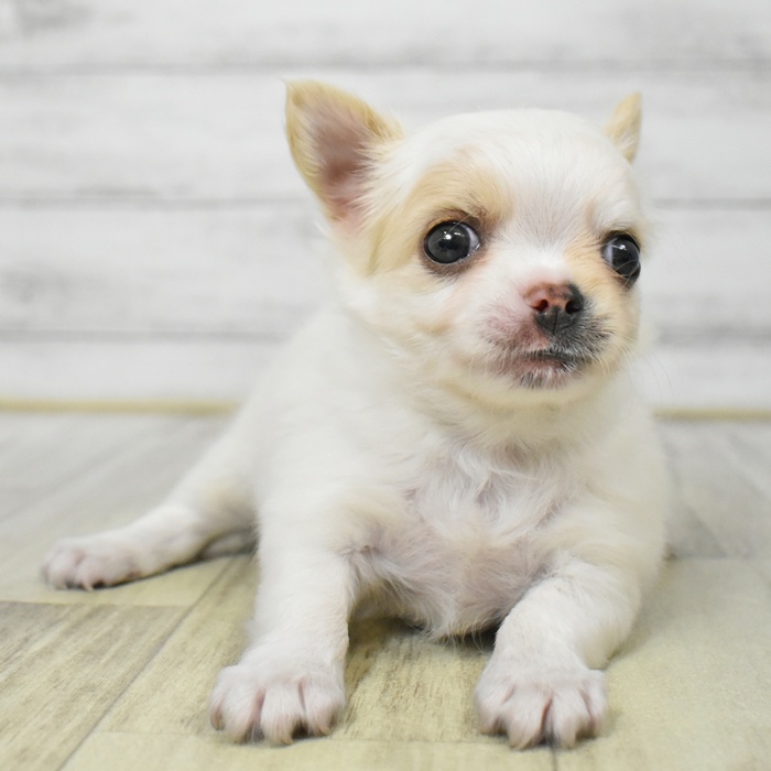 愛知県のチワワ(ロング) (犬の家＆猫の里豊田店/2025年7月29日生まれ/男の子/クリームホワイト)の子犬