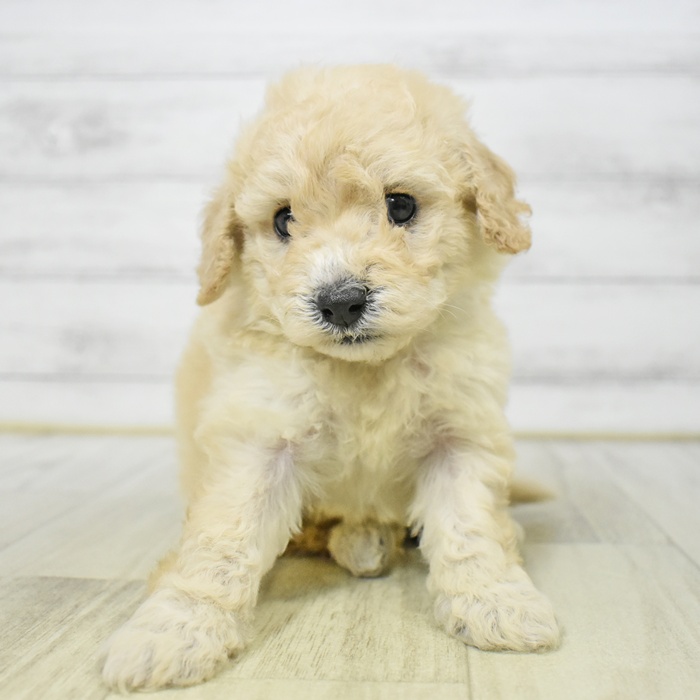 福井県のビションプー(ビションフリーゼ×プードル) (犬の家＆猫の里アミーゴ福井店/2025年7月29日生まれ/女の子/クリーム)の子犬の2枚目の画像