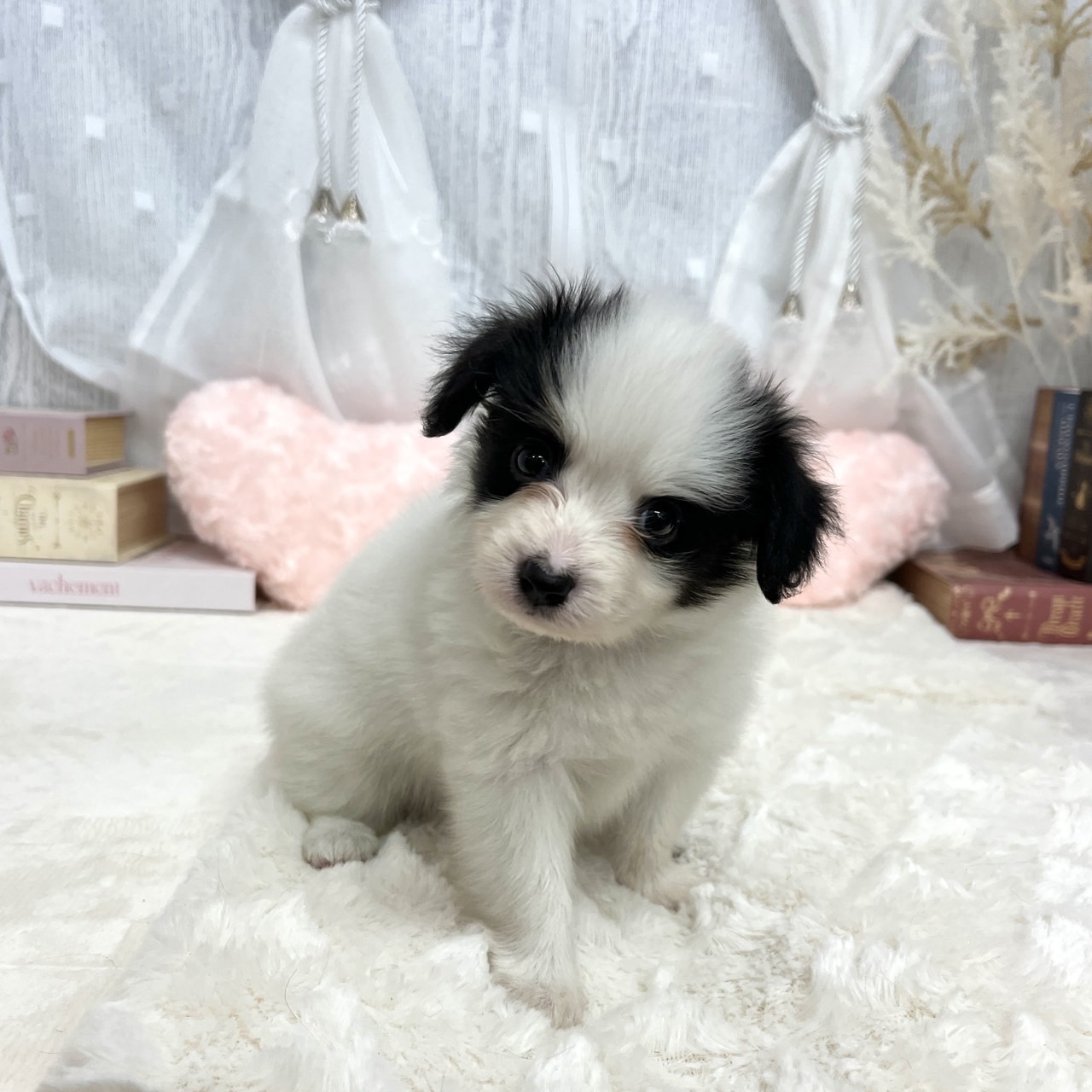 神奈川県のパピヨン (犬の家＆猫の里相模原店/2025年7月29日生まれ/女の子/トライカラー)の子犬