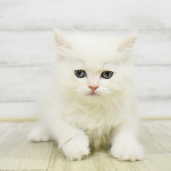 長野県のミヌエット (犬の家＆猫の里長野店/2025年7月28日生まれ/男の子/カメオタビーホワイト)の子猫の3枚目の画像
