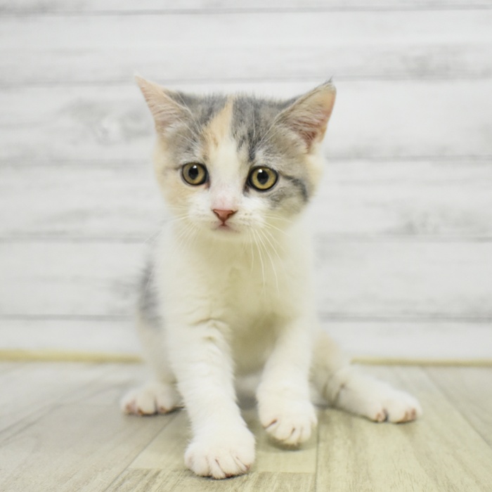 神奈川県のマンチカン (犬の家＆猫の里モザイクモール港北店/2025年7月27日生まれ/女の子/ダイリュートキャリコ)の子猫