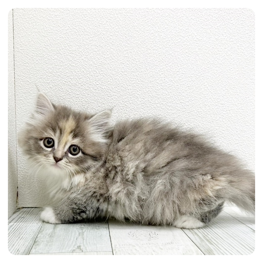 福岡県のサイベリアン (犬の家＆猫の里トリアス久山店/2025年7月24日生まれ/女の子/ブルーパッチドタビーホワイト)の子猫の1枚目の画像