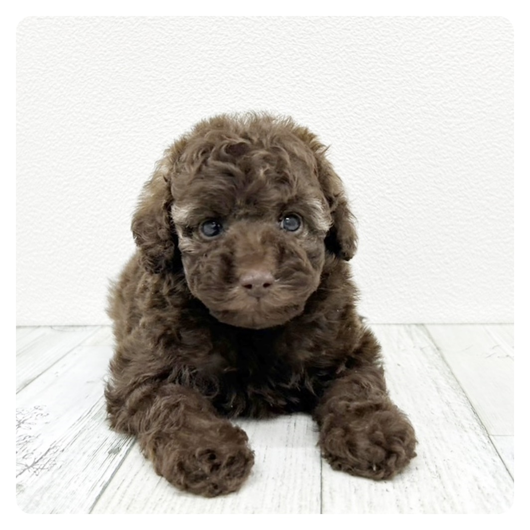 福岡県のトイプードル(トイ) (犬の家＆猫の里トリアス久山店/2025年7月29日生まれ/女の子/シルバーベージュ)の子犬