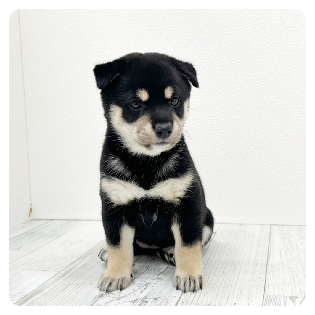 福岡県の豆柴 (犬の家＆猫の里シュロアモール筑紫野店/2025年7月29日生まれ/女の子/黒)の子犬