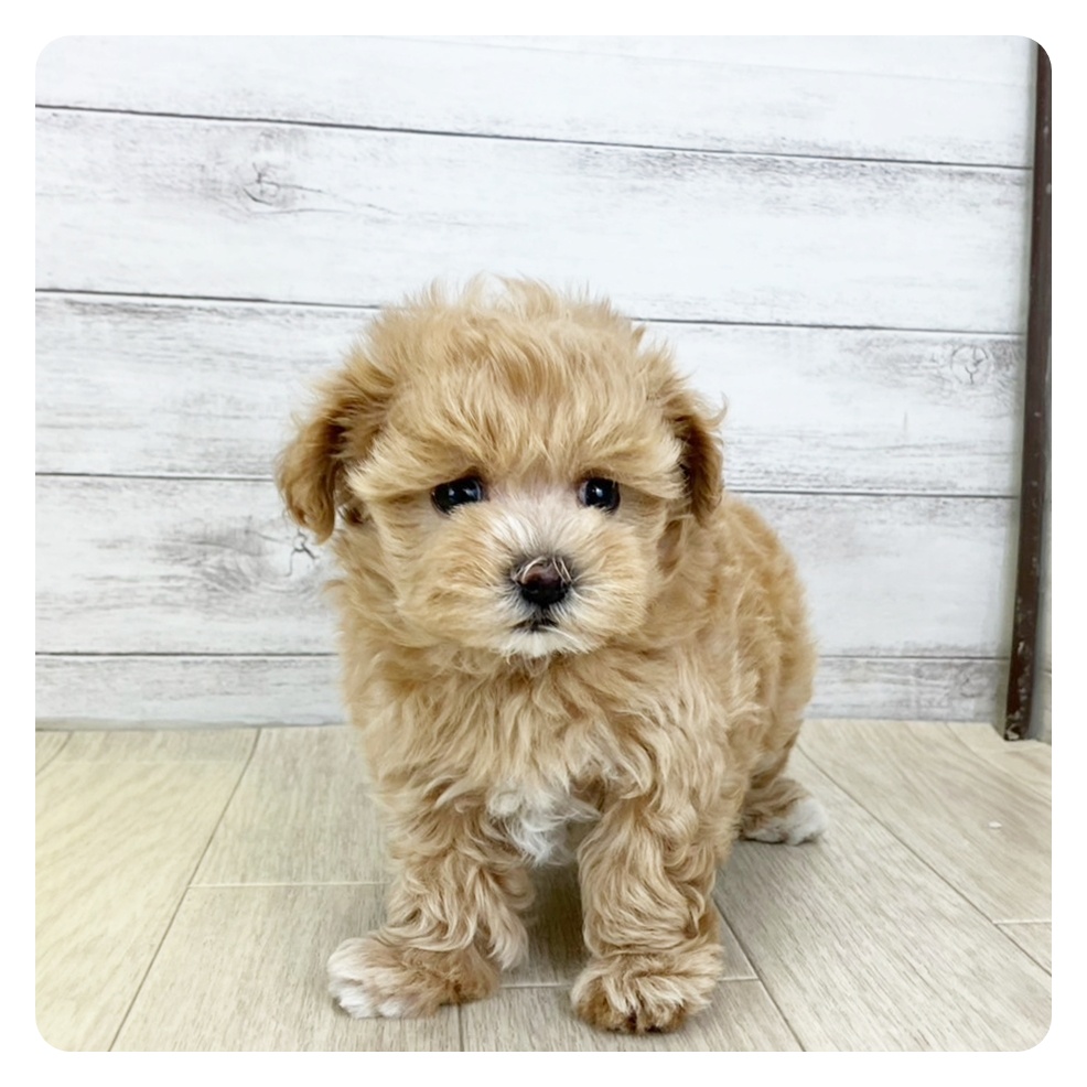 兵庫県のマルプー(マルチーズ×プードル) (犬の家＆猫の里ゆめタウン姫路店/2025年7月29日生まれ/女の子/アプリコットホワイト)の子犬
